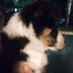 Meet your Posher, Steven